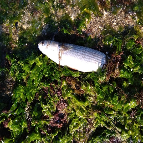 Volantino Elettorale