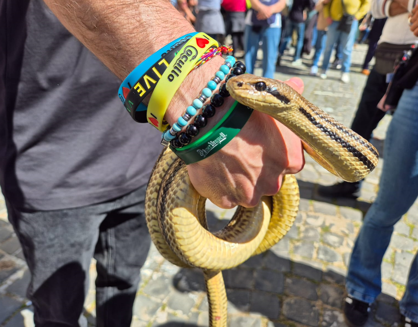 Serpente