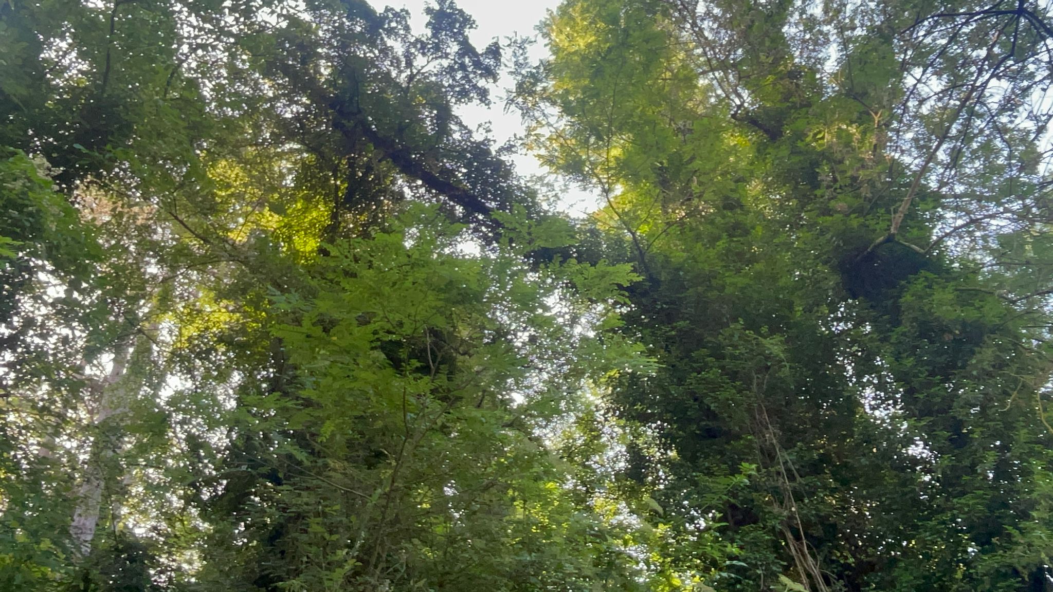 Verde Pineta