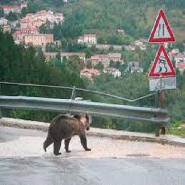 Orso Marsicano