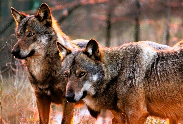 ALLARME LUPI IN ABRUZZO: PIANO GOVERNATIVO AUTORIZZA MASSIMO 160 ABBATTIMENTI NAZIONALI