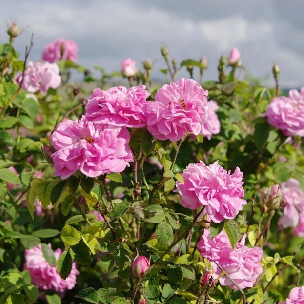 ROSA DI DAMASCO
