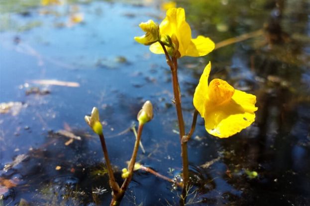 L'AQUILA - RINVENUTA SUI FONDALI DEL LAGO DI CAMPOTOSTO RARA PIANTA CARNIVORA DATA PER ESTINTA