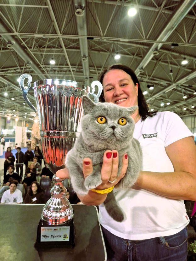 Mila, splendida femmina British Shorthair blu
