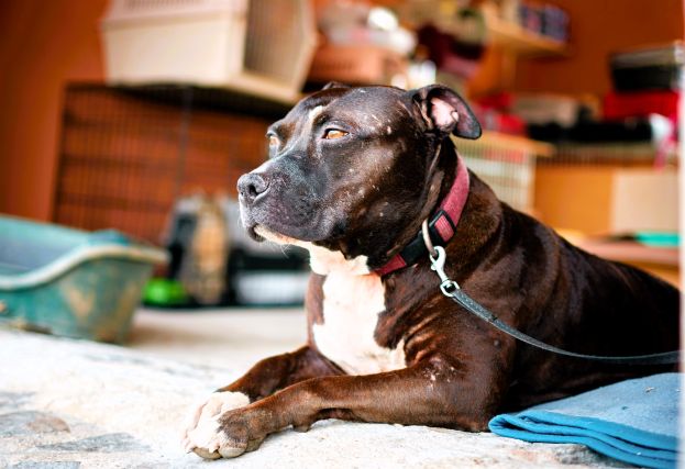 Pitbull