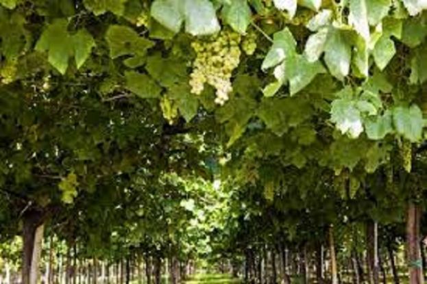 Trebbiano D'Abruzzo