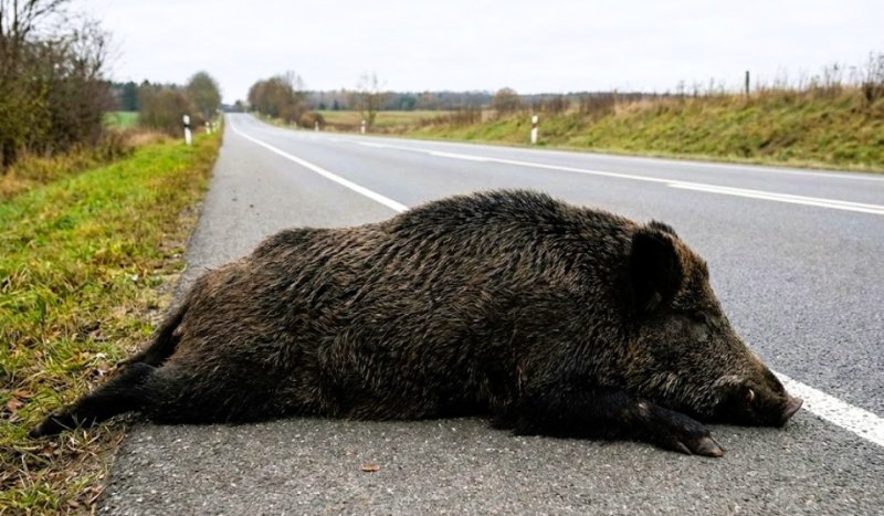 Cinghiale morto sulla strada