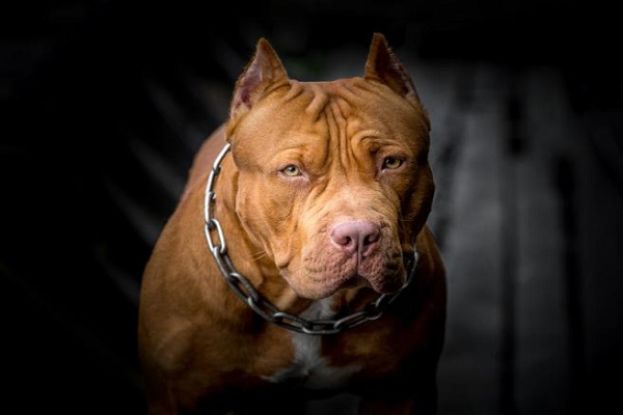 Pitbull