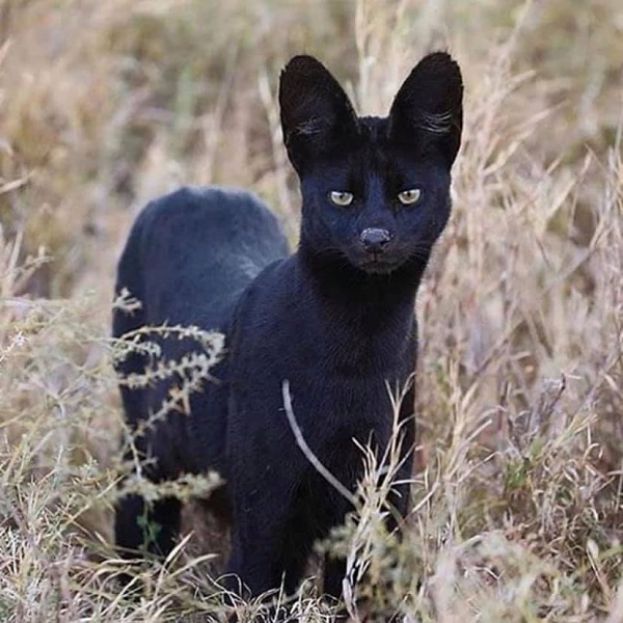 Pantera Nera