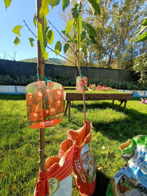 Alberi di Ciliegio
