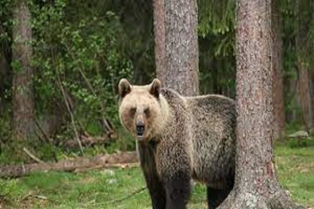 MARANO EQUO - ORSO AVVISTATO IN ALTRE ZONE