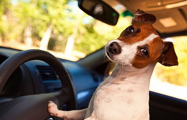 LASCIA IL CANE SOLO IN AUTO CON UN BIGLIETTO: "NON ROMPETE IL VETRO PER AIUTARLO.."