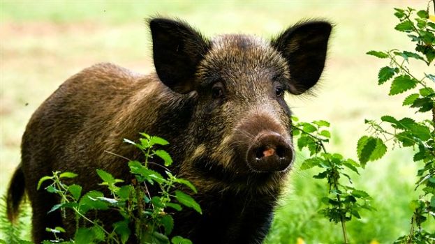 Cinghiale