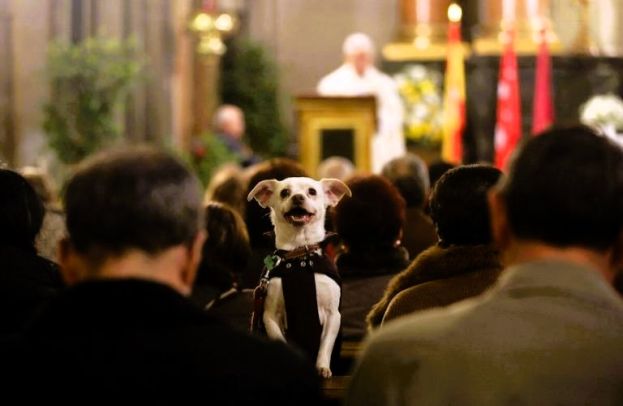 Cane in Chiesa