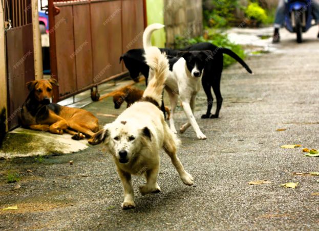 Cani Randagi