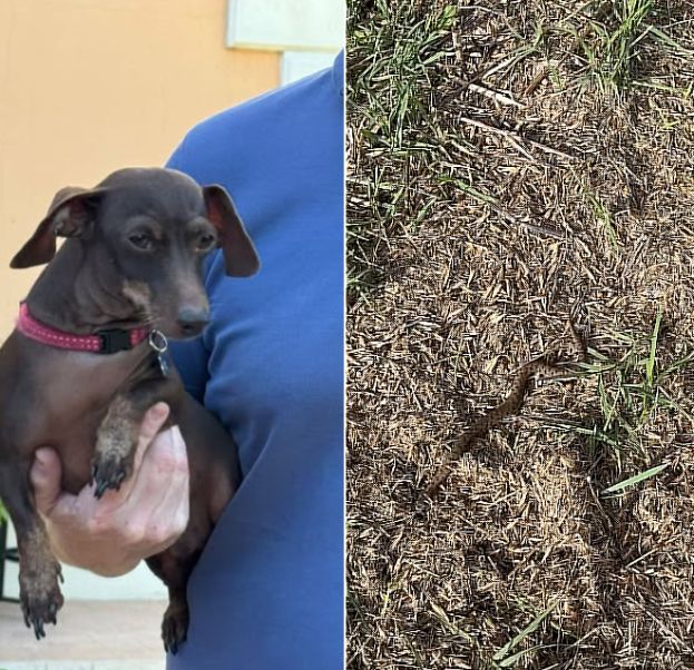 Il Cane Bassotto e La Vipera Catturata