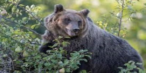 SANTE MARIE - ORSO GOLOSO DISTRUGGE APIARI