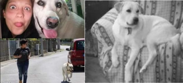 Labrador