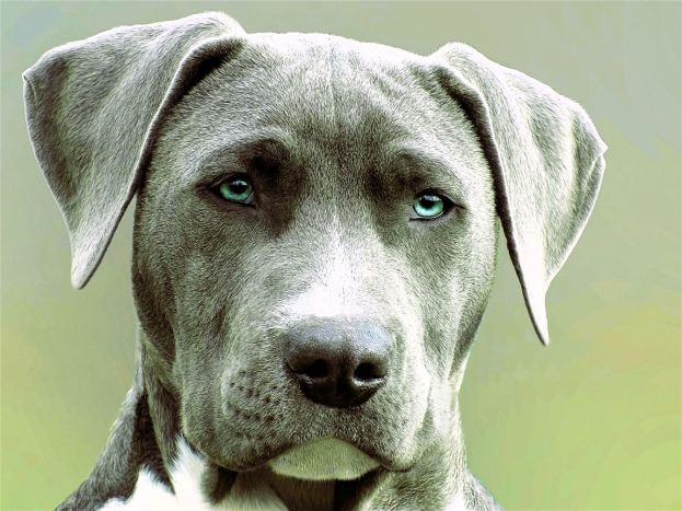 Labrador Russo