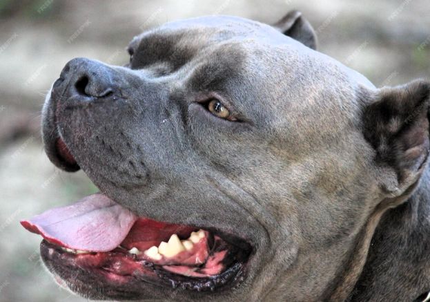 Pitbull