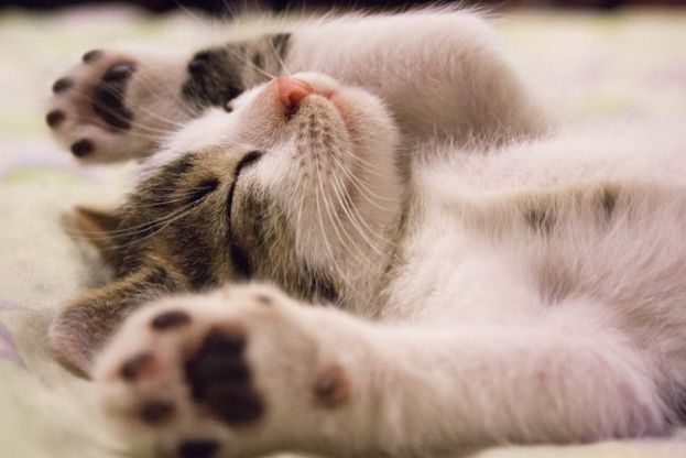 Gatto