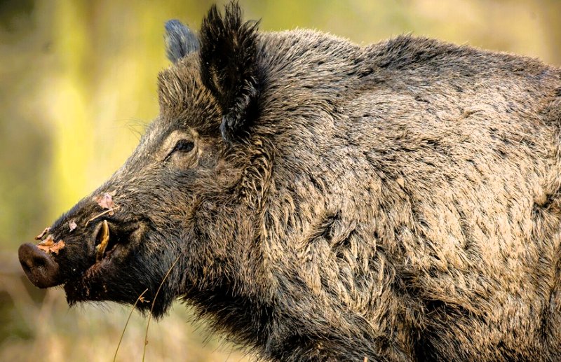 Cinghiale