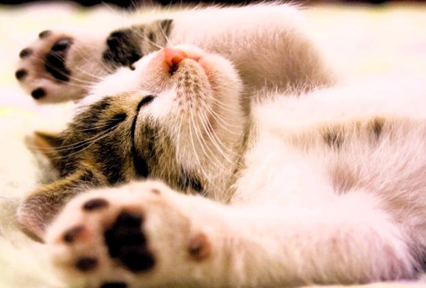 Gatto