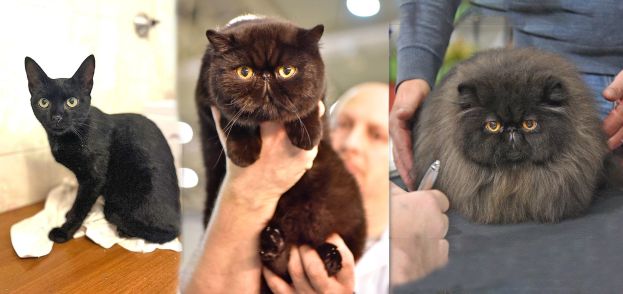 nella foto: Nina cercherà casa al SuperCat Show, accanto, un Esotico e un Persiano neri