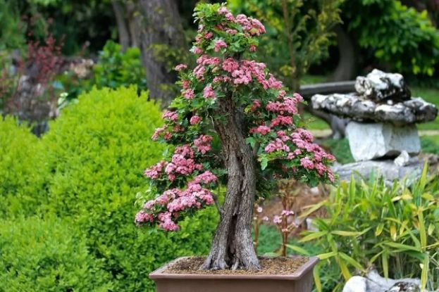 Bonsai