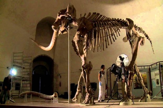 Mammut