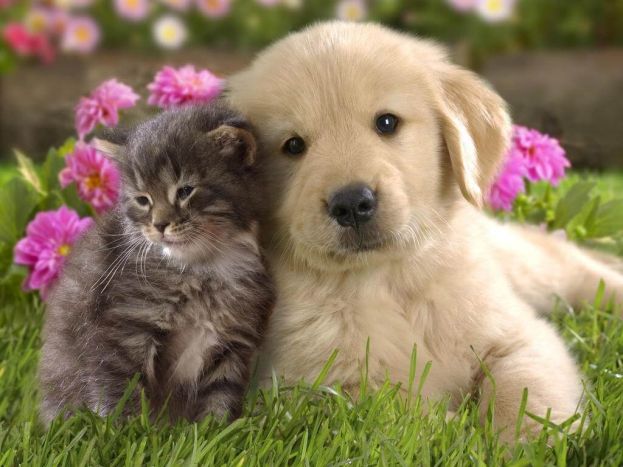 Cane e Gatto