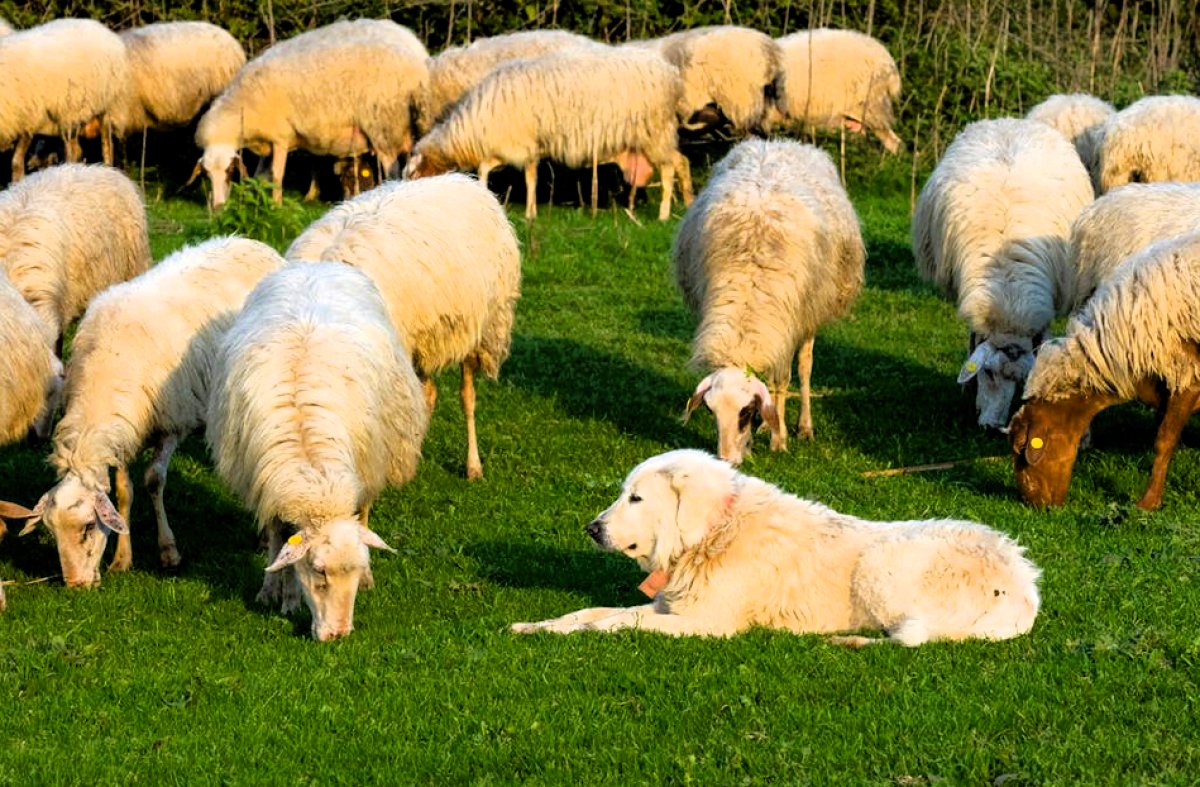Cane pastore maremmano con le pecore
