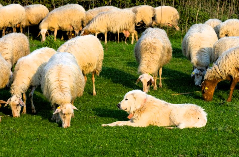 Cane pastore maremmano con le pecore