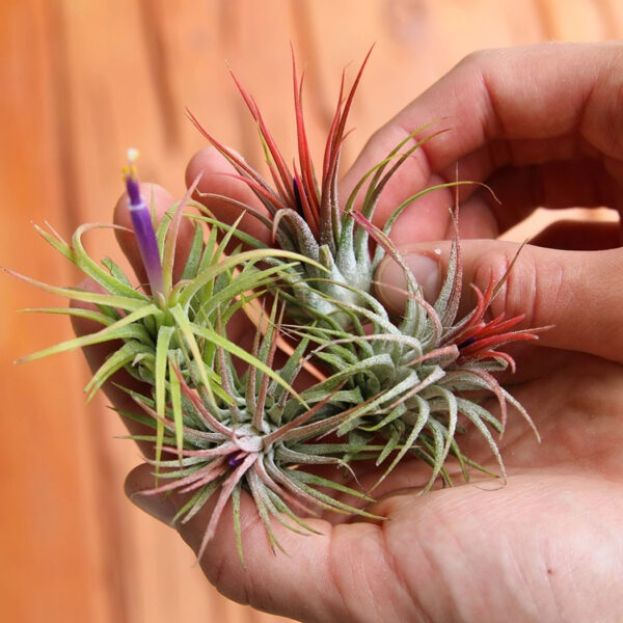 TILLANDSIA