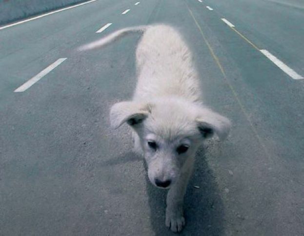 CANE ABBANDONATO SULL'A24:INDIGNAZIONE TRA GLI AUTOMOBILISTI IN TRANSITO