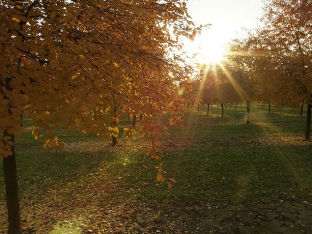 Novembrata