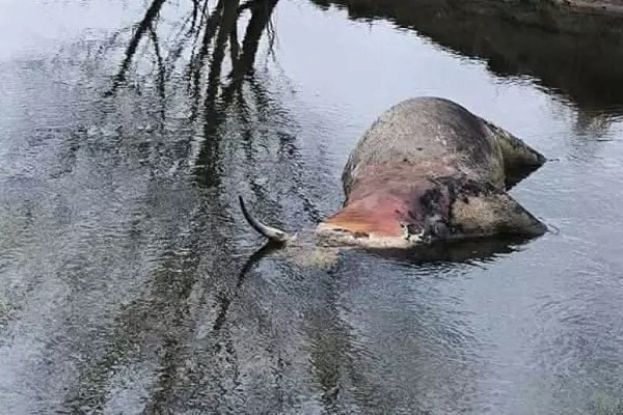 Carcassa animale