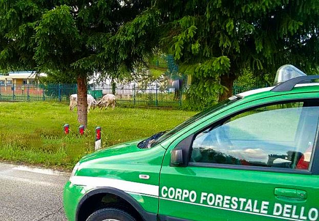 DUE MUCCHE VAGANTI SULLA TURANENSE, PRONTO INTERVENTO DELLA FORESTALE DI PERETO PER LA SICUREZZA DELLA CIRCOLAZIONE