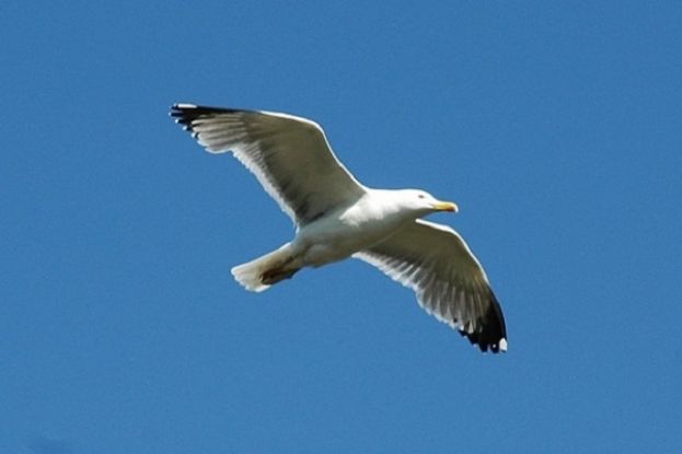 Gabbiano