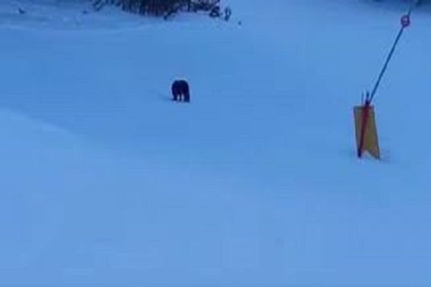 ROCCARASO - JUAN CARRITO AVVISTATO SULLE PISTE DA SCI