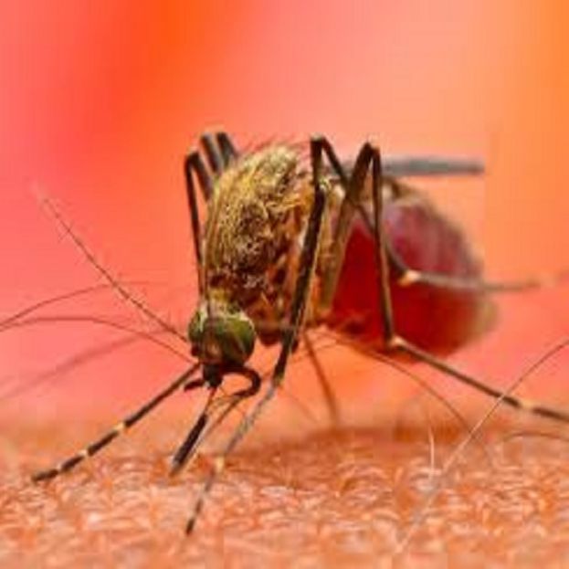 Dengue