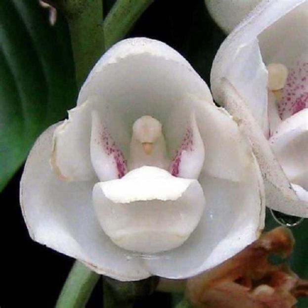 Orchidea