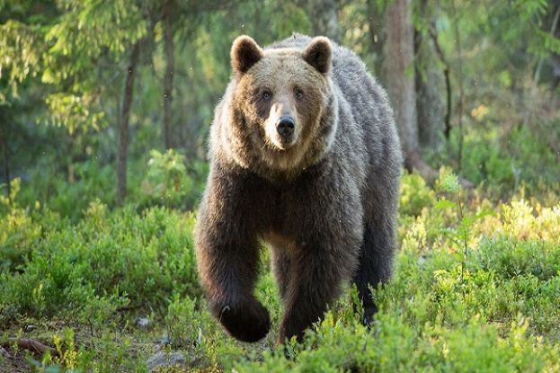 Orso