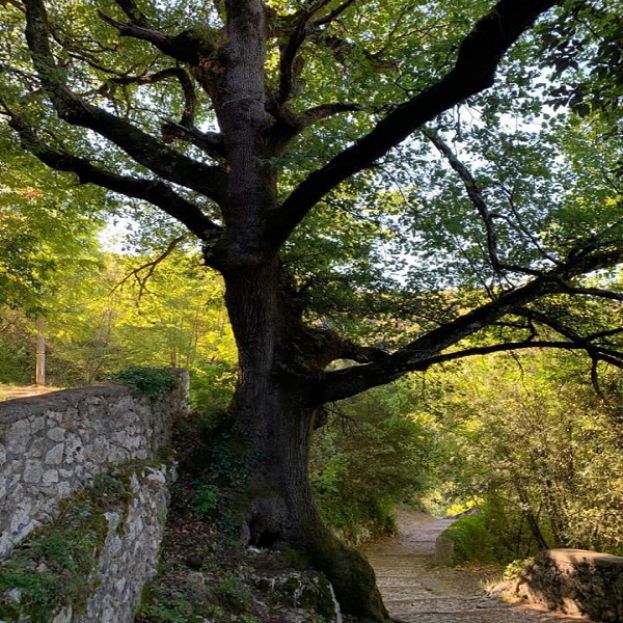 Quercia dei Briganti