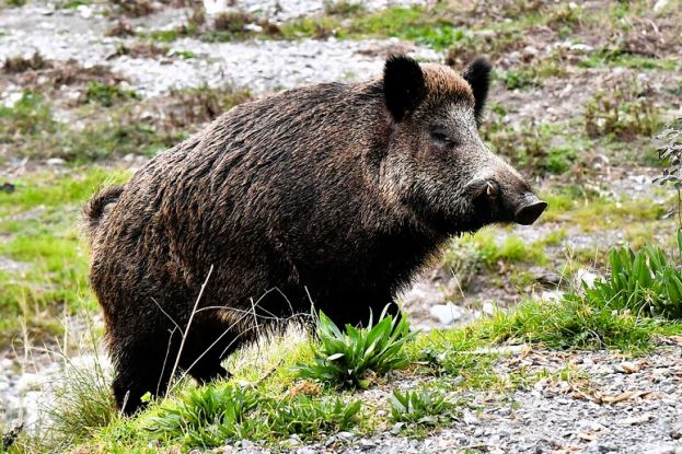 Cinghiale