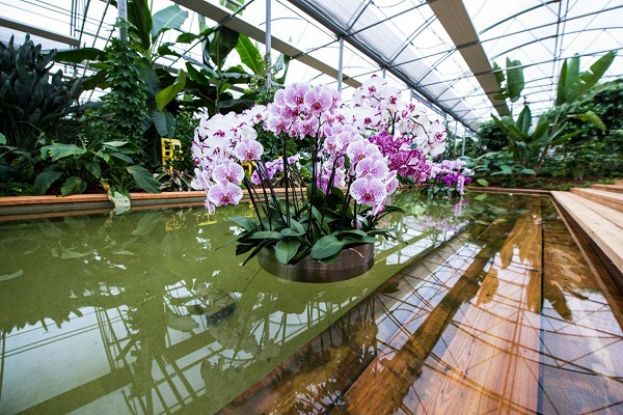 Orchidea