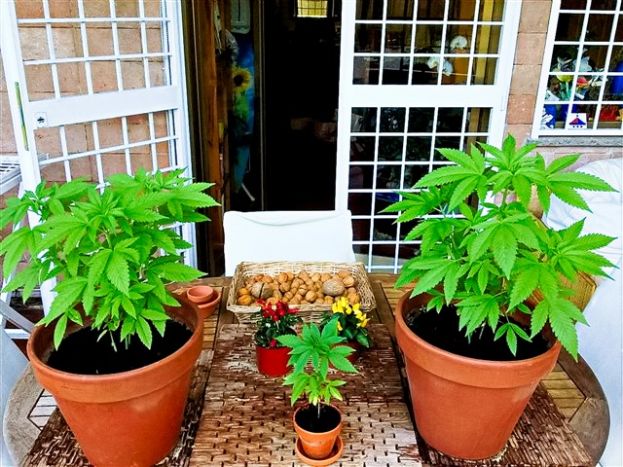 Coltivazione di Marijuana