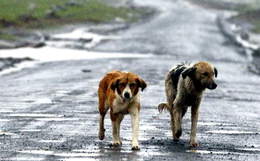 ROCCA DI BOTTE, CONTRIBUTI ECONOMICI DAL COMUNE PER CHI ADOTTA UN CANE RANDAGIO