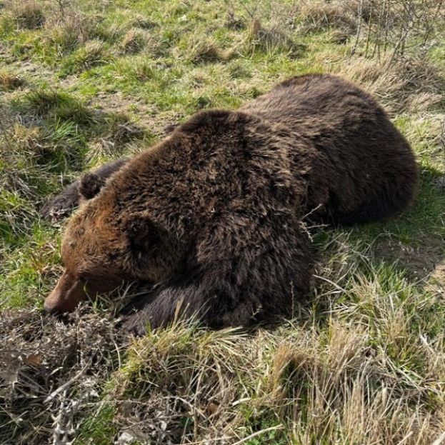Orso Marsicano