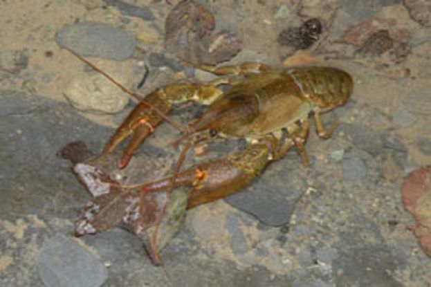 Gambero di Fiume